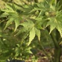 Acer palmatum 'Going Green' - 4