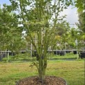 Acer palmatum 'Going Green' - 3