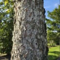 Betula nigra - Foto 2