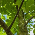 Juglans regia - Foto 5