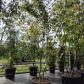 Acer palmatum - 2