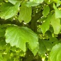 Parrotia persica - Foto 1