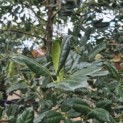 Ilex 'Nellie R. Stevens' - Foto 1