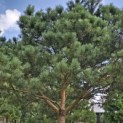 Pinus sylvestris - Foto 4