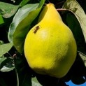 Cydonia Oblonga 'Vranja' - 6