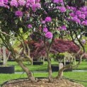 Rhododendron Roseum Elegans - 4