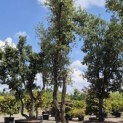 Quercus Suber - 5