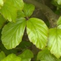 Parrotia persica - Foto 1