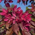 Malus 'Profusion' - 2