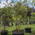 Vaccinium corymbosum 'Bluecrop' - 1
