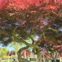 Acer palmatum 'Garnet' - 3