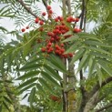 Sorbus 'Dodong' - 5
