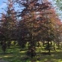 Fagus sylvatica 'Atropunicea' - 4