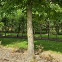 Liquidambar styraciflua - 1