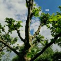 Platanus x hispanica - Afbeelding 1