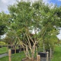 Heptacodium miconioides - Foto 1