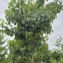 Idesia Polycarpa - 3