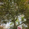 Acer palmatum 'Garnet' - Foto 4