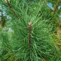 Pinus sylvestris - 5