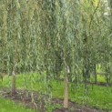 Salix x sepulcralis 'Chrysocoma' - Foto 4