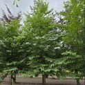 Styrax japonicus - 2