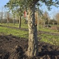 Quercus Suber - 6