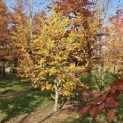 Castanea Sativa - 2025