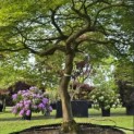 Acer palmatum 'Dissectum' - Foto 4