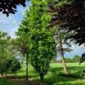 Fagus Dawyck Gold 2023