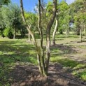 Salix x sepulcralis 'Chrysocoma' - 2