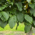 Carpinus betulus - Foto 4