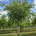 Betula nigra - 1