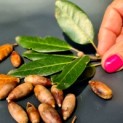 Quercus ilex - impressie eikeltjes en blad van de steeneik