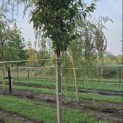 Prunus 'Sunset Boulevard' - Foto 1