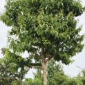 Heptacodium miconoides - Foto 2