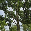 Prunus x 'Yedoensis' - 1