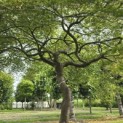 Acer palmatum 'Dissectum' - Foto 3