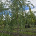 Salix x sepulcralis 'Chrysocoma' - Foto 4