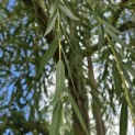 Salix x sepulcralis 'Chrysocoma' - Foto 5