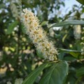 Prunus laurocerasus 'Novita' - Foto 4