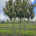 Prunus laurocerasus 'Caucasica' - Foto 3