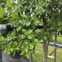 Quercus ilex - 5