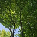 Carpinus betulus 'Frans Fontaine'   (Fastigiata) - september 2024
