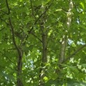 Liquidambar styraciflua - 4