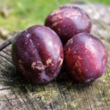 Prunus domestica 'Belle de Louvain' - impressie
