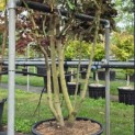Elaeagnus ebbingei - 1