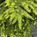 Tsuga canadensis - Foto 4