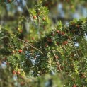 Taxus baccata dovastoniana 'Aurea Pendula' - 3