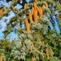 Cedrus libani 'Glauca' - Afbeelding 1