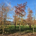 Liquidambar styraciflua - 1